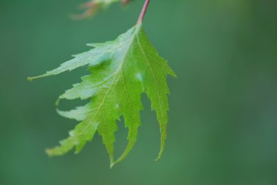 Betula pendula 'Gracilis Pendula, Albalaciniata' - bříza bělokorá'Gracilis Pendula, Albalaciniata' - jarní list